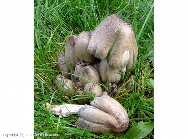 Coprinopsis romagnesiana (Coprinopsis_romagnesiana_2000_dr_1.jpg)