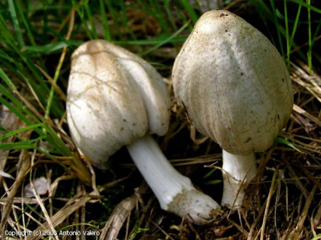 Coprinopsis romagnesiana (Coprinopsis_romagnesiana_2006_av_1.jpg)