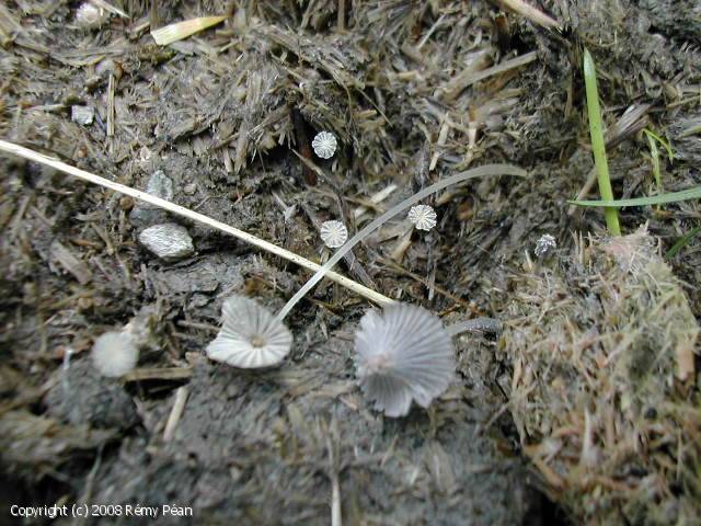 Coprinopsis stercorea (Coprinopsis_stercorea_2008_rp_1.jpg)