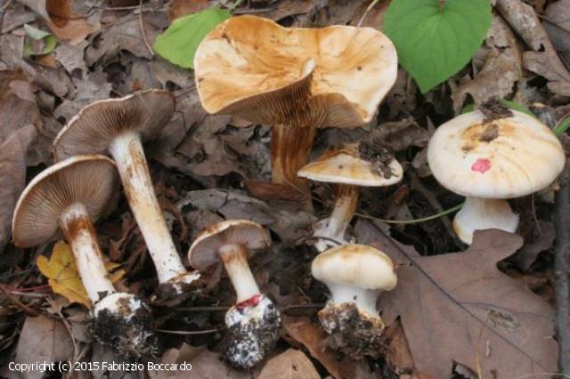 Cortinarius albertii (Cortinarius_albertii_2015_fb_1.jpg)