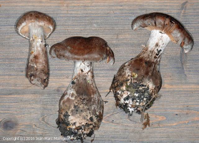 Cortinarius bovinus (Cortinarius_bovinus_2016_jm_1.jpg)