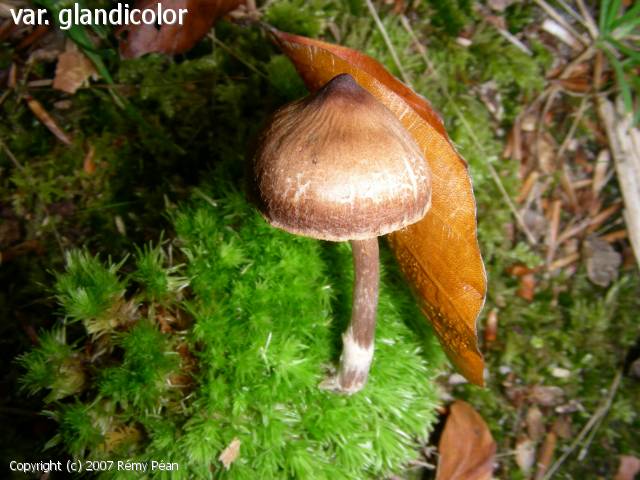 Cortinarius brunneus (Cortinarius_brunneus_2007_rp_1.jpg)