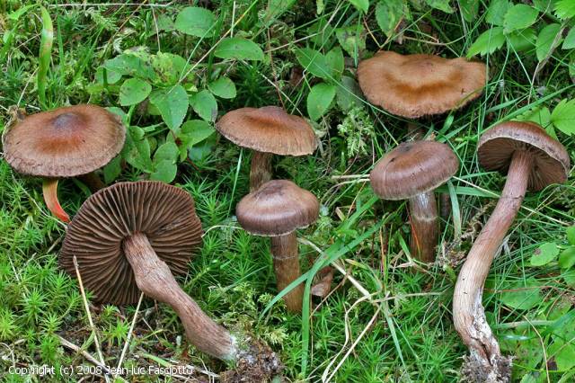 Cortinarius brunneus (Cortinarius_brunneus_2008_jf_1.jpg)