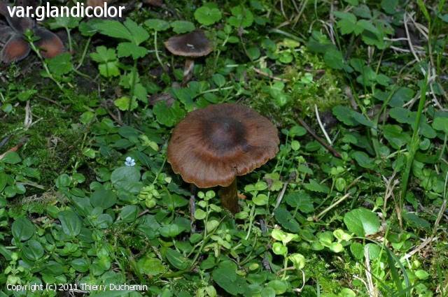 Cortinarius brunneus (Cortinarius_brunneus_2011_td_1.jpg)