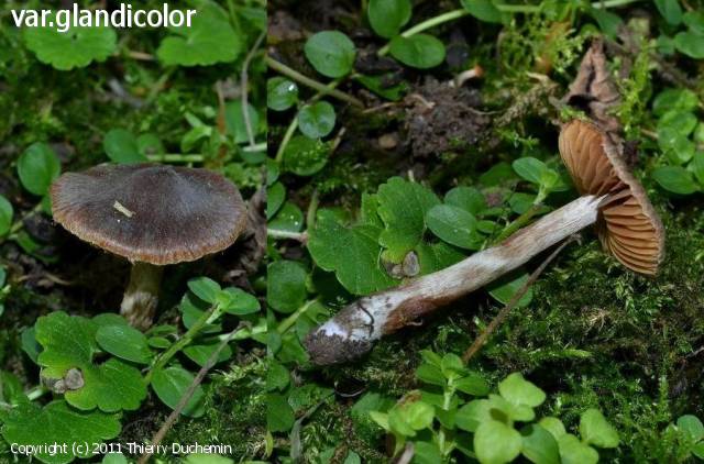 Cortinarius brunneus (Cortinarius_brunneus_2011_td_3.jpg)
