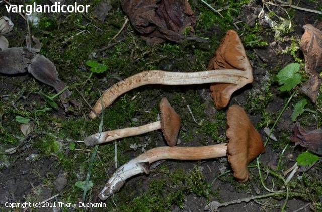 Cortinarius brunneus (Cortinarius_brunneus_2011_td_6.jpg)