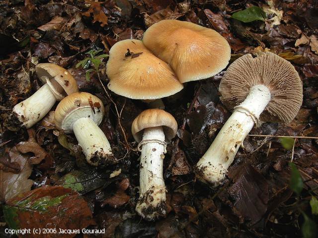 Cortinarius caperatus (Cortinarius_caperatus_2006_jg_1.jpg)