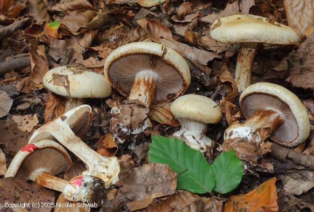 Cortinarius catharinae (Cortinarius_catharinae_2025_ns_1.jpg)