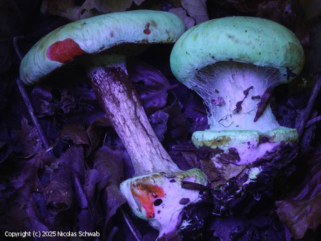 Cortinarius catharinae (Cortinarius_catharinae_2025_ns_2.jpg)