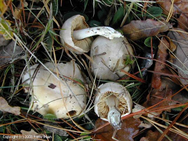 Cortinarius causticus (Cortinarius_causticus_2008_rp_1.jpg)