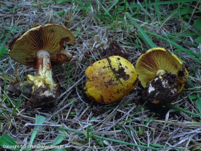 Cortinarius cedretorum (Cortinarius_cedretorum_1997_ca_1.jpg)