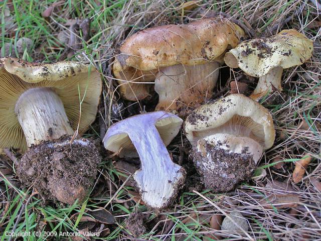 Cortinarius cedretorum (Cortinarius_cedretorum_2007_av_1.jpg)