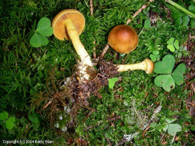 Cortinarius cinnamomeoluteus (Cortinarius_cinnamomeoluteus_2014_rp_1.jpg)