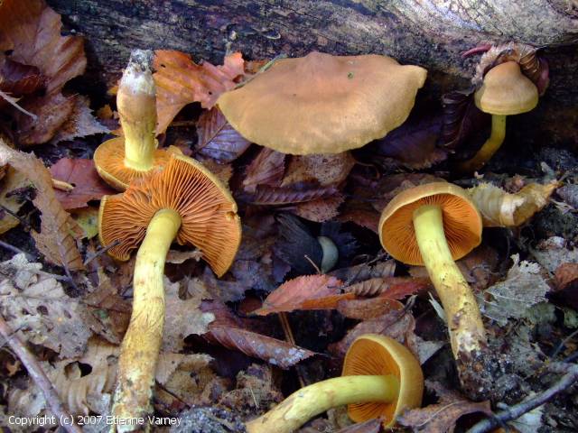 Cortinarius cinnamomeus (Cortinarius_cinnamomeus_2007_ev_1.jpg)