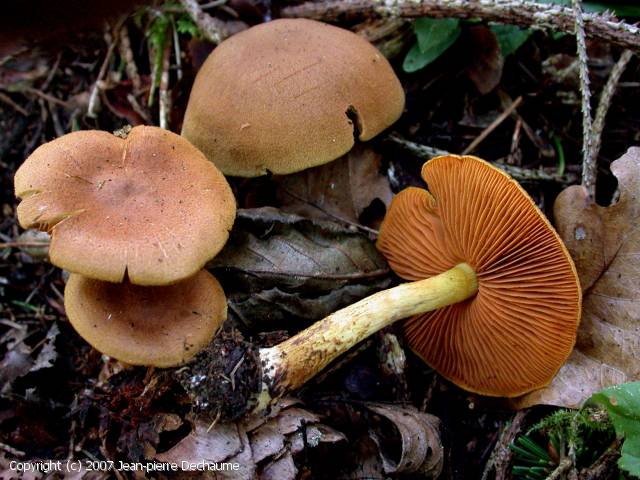 Cortinarius cinnamomeus (Cortinarius_cinnamomeus_2007_jd_1.jpg)