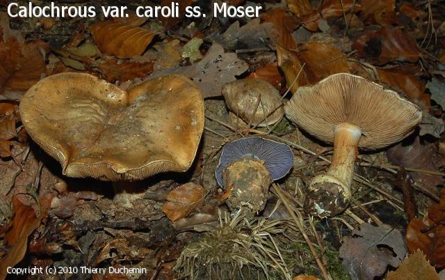 Cortinarius cisticola (Cortinarius_cisticola_2010_td_1.jpg)