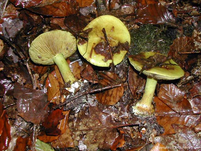 Cortinarius citrinus (Cortinarius_citrinus_2005.jpg)
