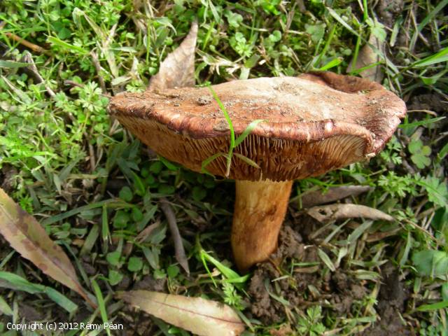 Cortinarius crassus (Cortinarius_crassus_2012_rp_1.jpg)