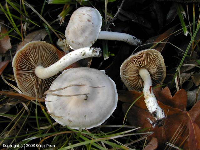 Cortinarius cristallinus (Cortinarius_cristallinus_2008_rp_1.jpg)