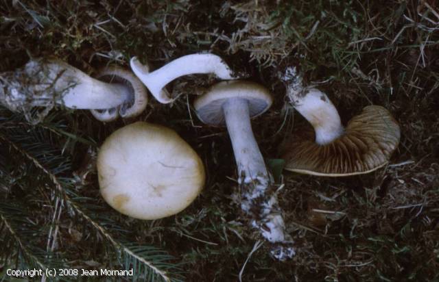 Cortinarius decolorans (Cortinarius_decolorans_2008_jm_1.jpg)