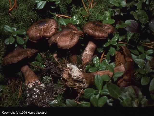 Cortinarius ectypus (Cortinarius_ectypus_1994_hj_2.jpg)