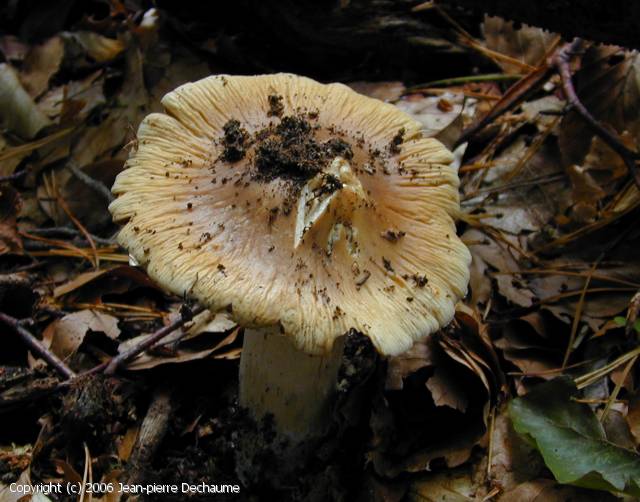 Cortinarius elatior (Cortinarius_elatior_2006_jd_1.jpg)