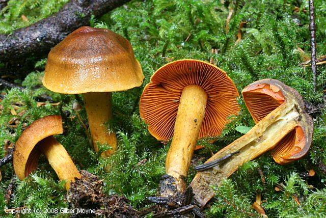 Cortinarius malicorius (Cortinarius_malicorius_2008_gm_1.jpg)