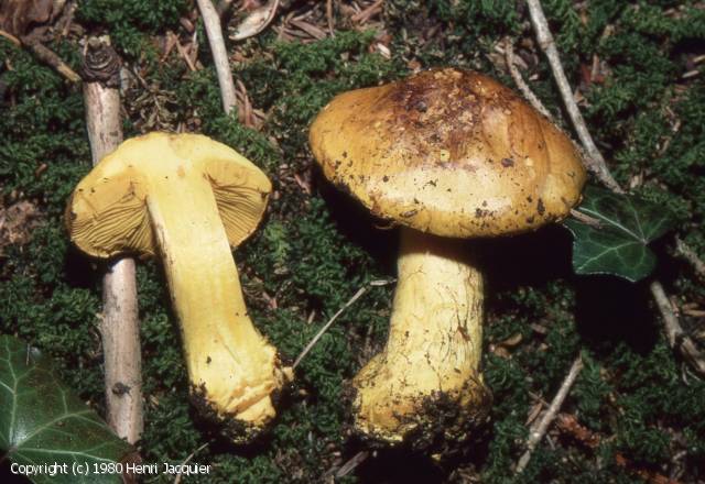 Cortinarius meinhardii (Cortinarius_meinhardii_1980_hj_1.jpg)