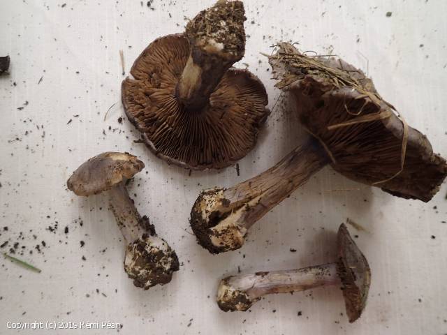 Cortinarius moenne-loccozi (Cortinarius_moenne-loccozi_2019_rp_1.jpg)