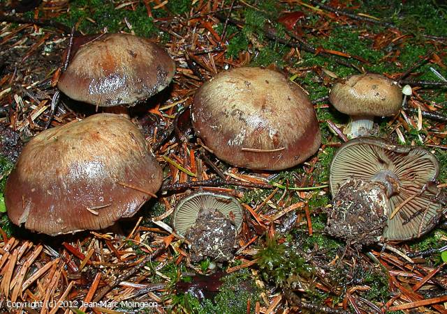 Cortinarius montanus (Cortinarius_montanus_2012_jm_1.jpg)