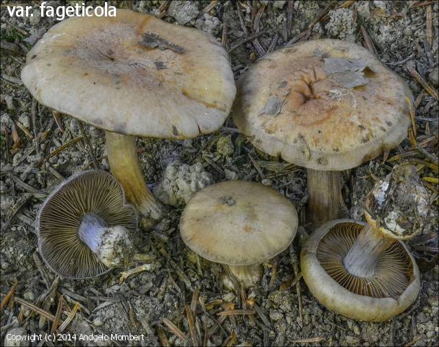 Cortinarius montanus (Cortinarius_montanus_2014_am_1.jpg)