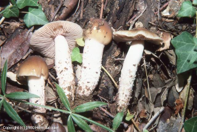 Cortinarius mucifluus (Cortinarius_mucifluus_1980_hj_1.jpg)