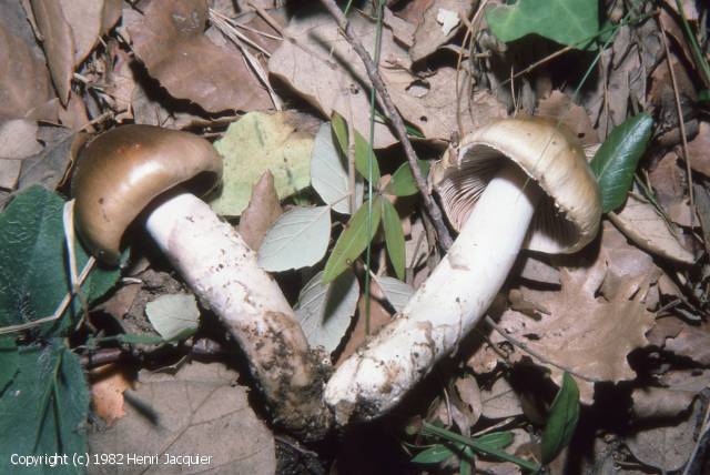 Cortinarius mucifluus (Cortinarius_mucifluus_1982_hj_1.jpg)