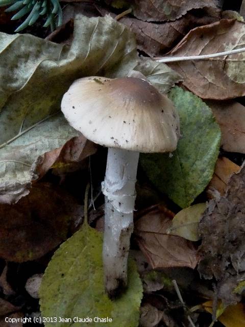 Cortinarius mucifluus (Cortinarius_mucifluus_2013_jcc_1.jpg)