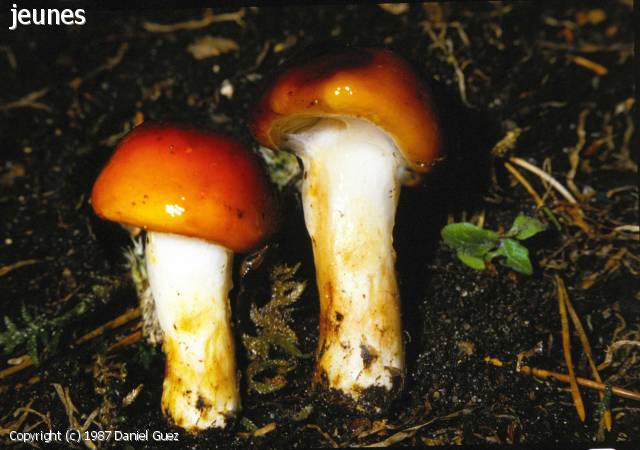 Cortinarius mucosus (Cortinarius_mucosus_1987_dg_1.jpg)