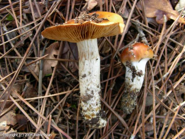Cortinarius mucosus (Cortinarius_mucosus_2006_rp_1.jpg)