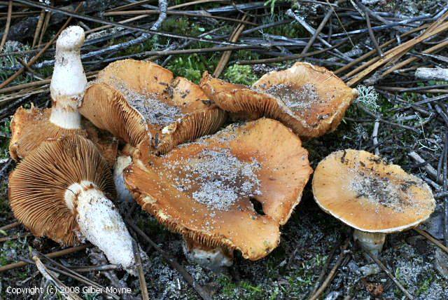 Cortinarius mucosus (Cortinarius_mucosus_2007_gm_1.jpg)