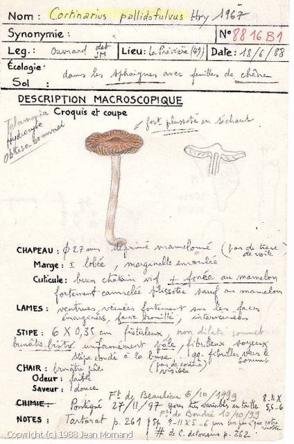 Cortinarius pallidofulvus (Cortinarius_pallidofulvus_1988_jm_1.jpg)