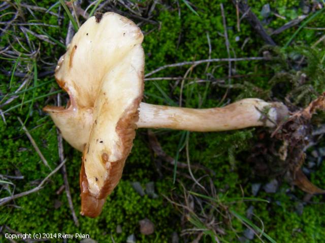 Cortinarius pallidulus (Cortinarius_pallidulus_2014_rp_2.jpg)