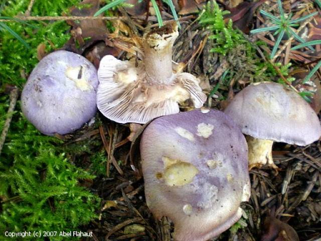 Cortinarius perpallens (Cortinarius_perpallens_2007_af_1.jpg)