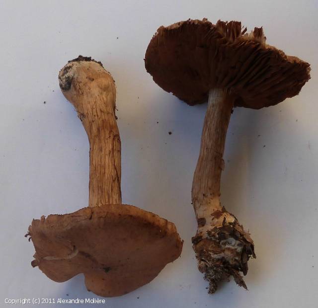 Cortinarius privignoides (Cortinarius_privignoides_2011_am_1.jpg)