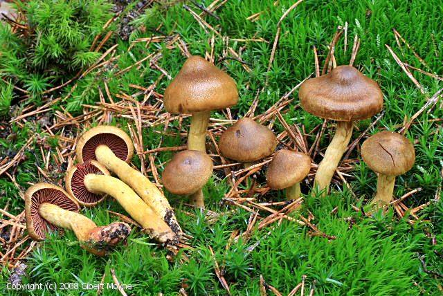 Cortinarius semisanguineus (Cortinarius_semisanguineus_2008_gm_1.jpg)