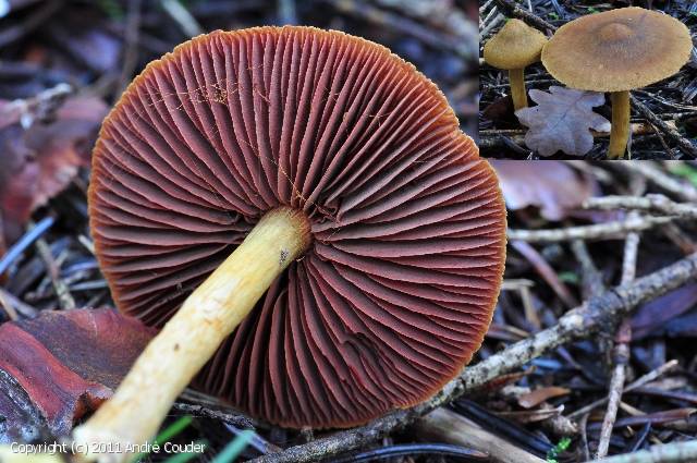 Cortinarius semisanguineus (Cortinarius_semisanguineus_2011_ac_1.jpg)