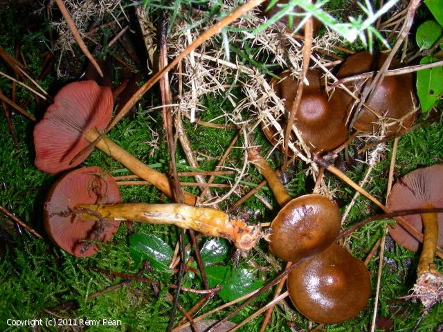 Cortinarius semisanguineus (Cortinarius_semisanguineus_2011_rp_2.jpg)