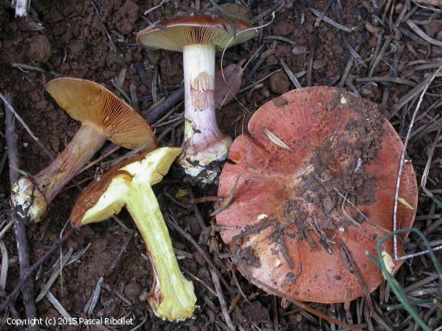 Cortinarius splendificus (Cortinarius_splendificus_2015_pr_1.jpg)