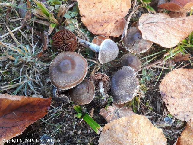 Cortinarius stenospermus (Cortinarius_stenospermus_2018_ns_1.jpg)