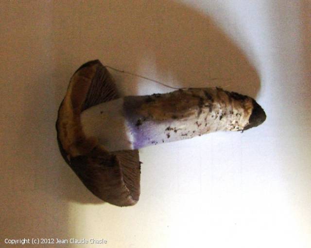 Cortinarius stillatitius (Cortinarius_stillatitius_2012_jcc_1.jpg)
