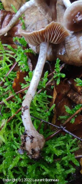 Cortinarius subsertipes (Cortinarius_subsertipes_2022_lb_2.jpg)