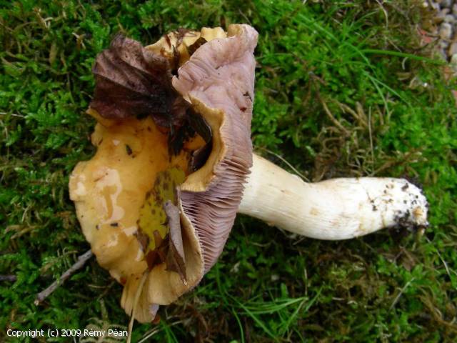 Cortinarius varius (Cortinarius_varius_2009_rp_1.jpg)