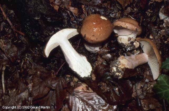 Cortinarius violaceovelatus (Cortinarius_violaceovelatus_1992_gm_1.jpg)